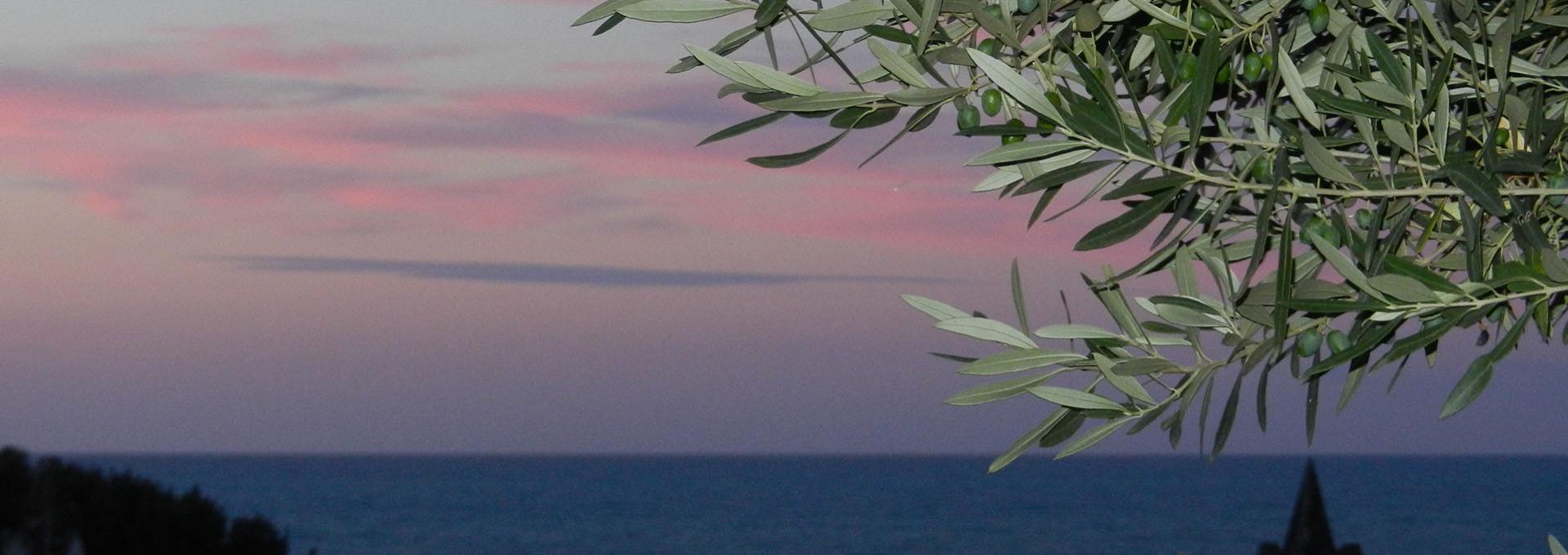 Ramo d'ulivo con sfondo di mare al tramonto, cielo rosa e blu.