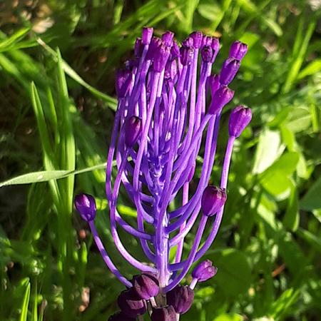 Fiore di Muscari con petali viola su sfondo di erba verde.