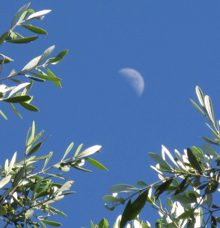 Rami d'ulivo sotto un cielo blu con la luna visibile.