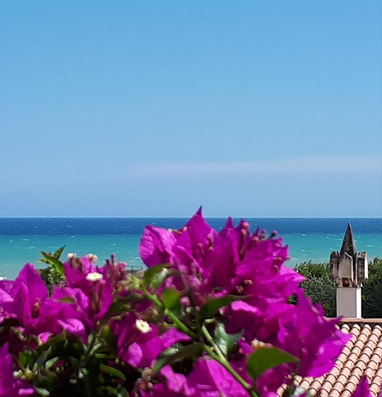 Fiori viola in primo piano con vista sul mare e cielo azzurro.